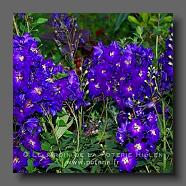 Delphinium (le jardin de la poterie Hillen) www.poterie.fr